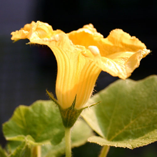 Flor masculina da abóbora