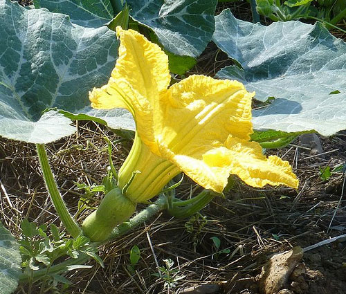 Flor feminina da abóbora