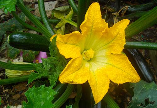 Flor feminina da abobrinha