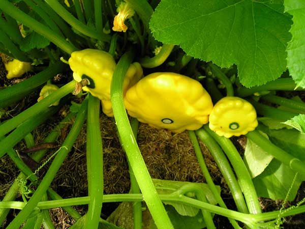 Cultivar de abobrinha Patty Pan