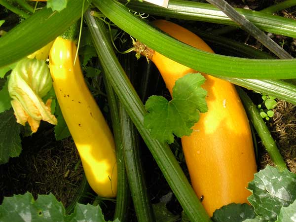 Cultivar amarelo ou dourado de abobrinha
