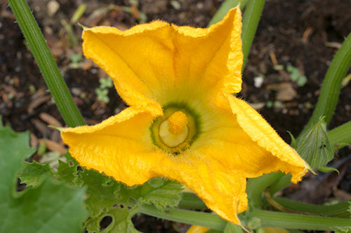 Flor masculina da abobrinha