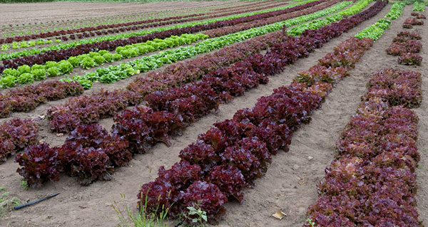 Cultivares de alface de cor verde e vermelha