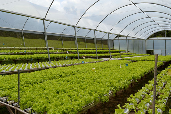 Plantação hidropônica de alface