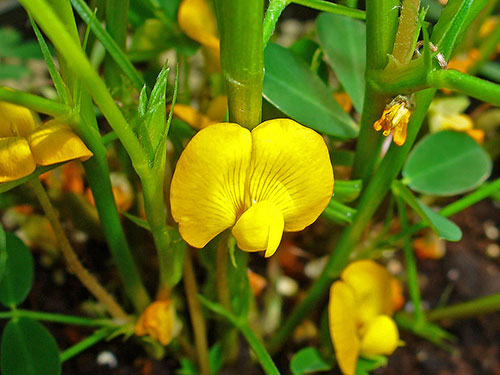 Flor do amendoim