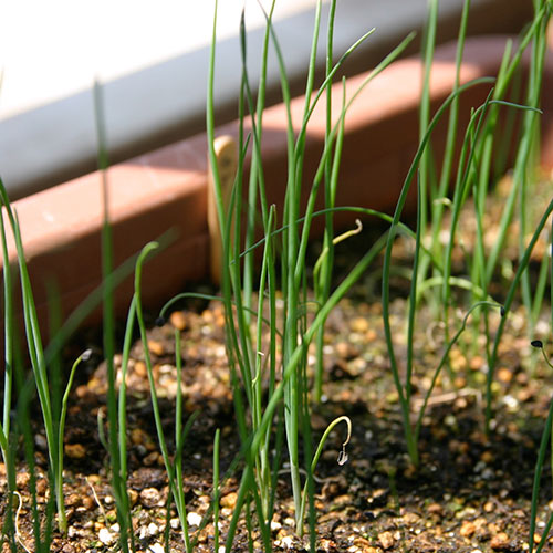 Mudas de cebolinha verde