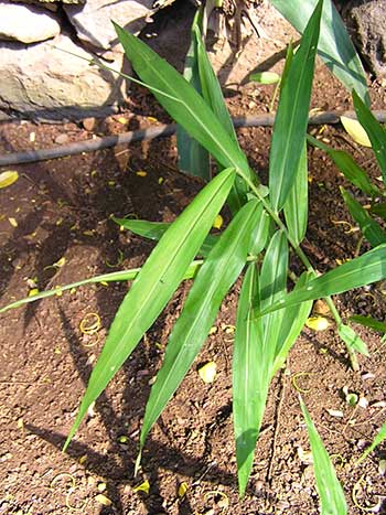 Planta do gengibre