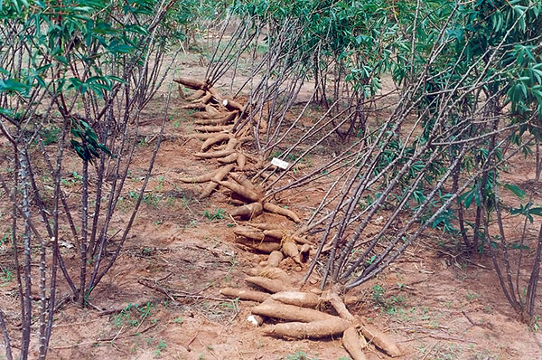 Plantação de mandioca