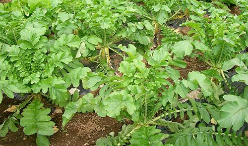 Plantação de rábano ou daikon
