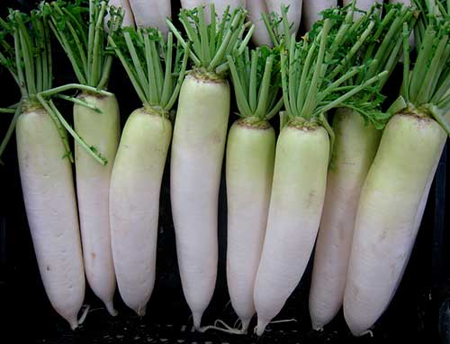 Rábano ou daikon