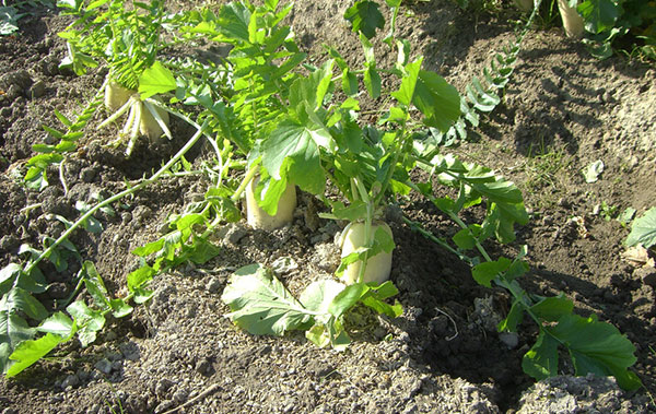 Rábano ou daikon