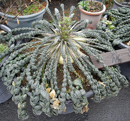 Rábano ou daikon de Sakurajima